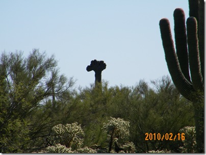 There's a Crown Saguaro!!