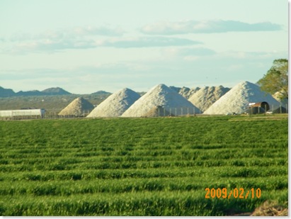 hills of cotton before being baled