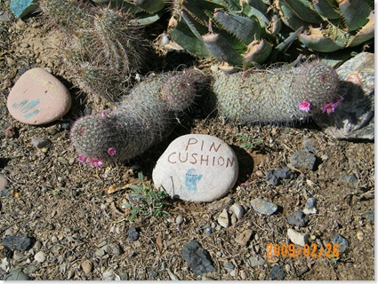 Pin Cushion cactus beginning to bloom