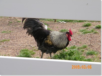 farmyard rooster