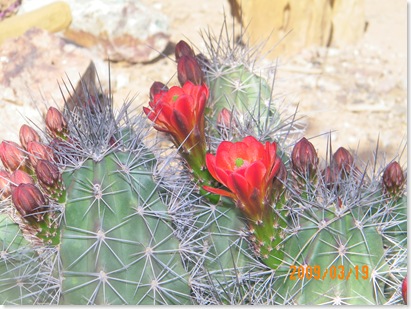 Red Claret Cup Hedgehog cactus