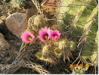 light pink Hedgehog cactus next to a fishhook barrel