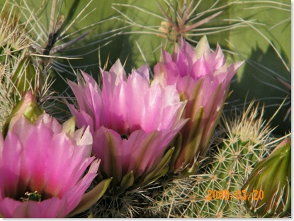light pink hedgehog cactus