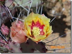 purple prickly pear rose and rosebud