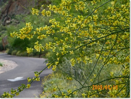 Palo Verde blossoms