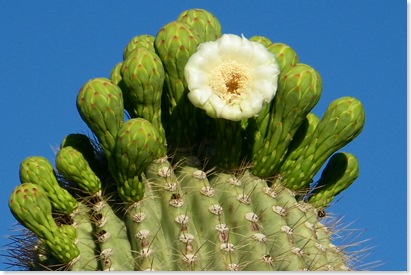God loves me!!  I prayed and God opened a Saguaro bloom for me before we leave.