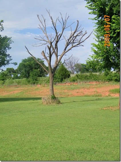A-AAA RV Park manicured dead tree