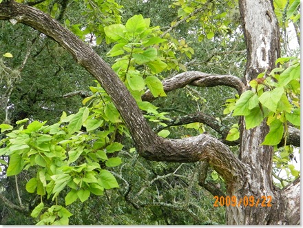 Catalpa tree with twisted branch