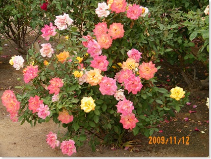 all on one rose bush