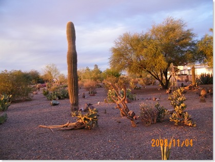 cactus garden in the dusk