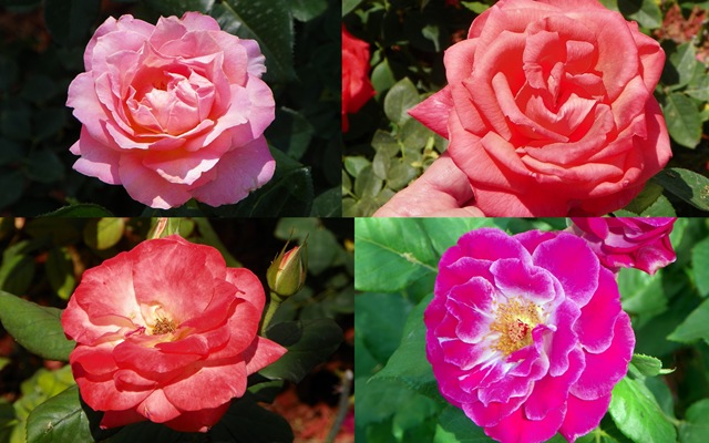 [2011 Apr 6 TOT roses-1[3].jpg]