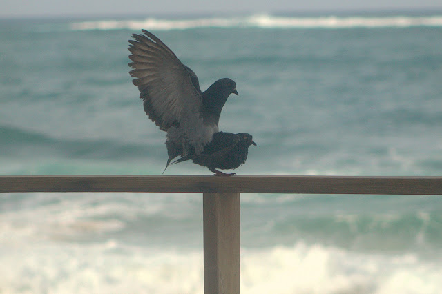Birds in love