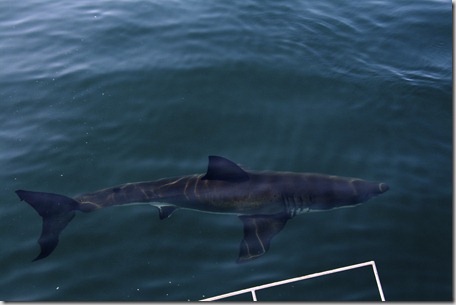 SA - Shark chage 2 110