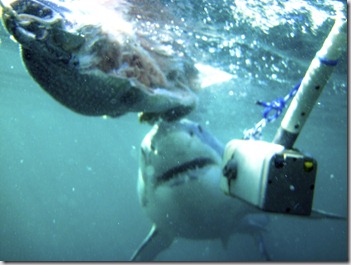 SA - Shark cage diving 179