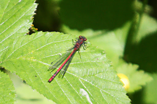 Dragonfly+larvae+key