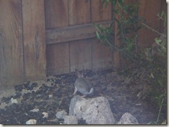 Rabbit at Caliente Springs RV Park DHS