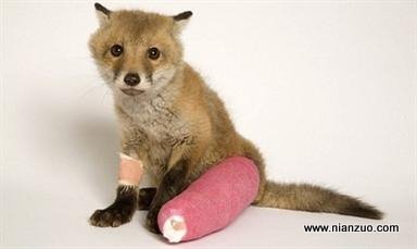 可怜的小动物们 前腿后退都伤了，只有70码,狐狸