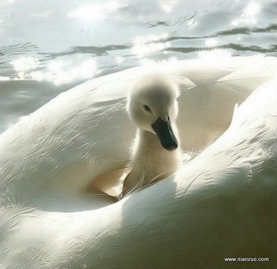 动物可爱 小鸭和妈妈,天鹅