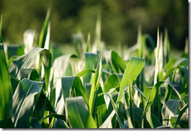 corn