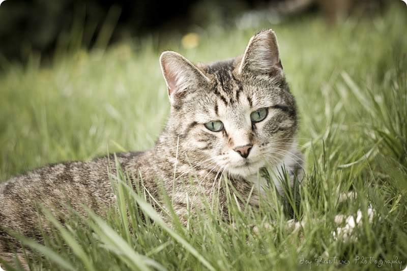 catsimg_0060