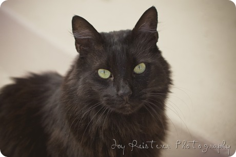 catsimg_0073