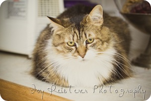 catsimg_0137