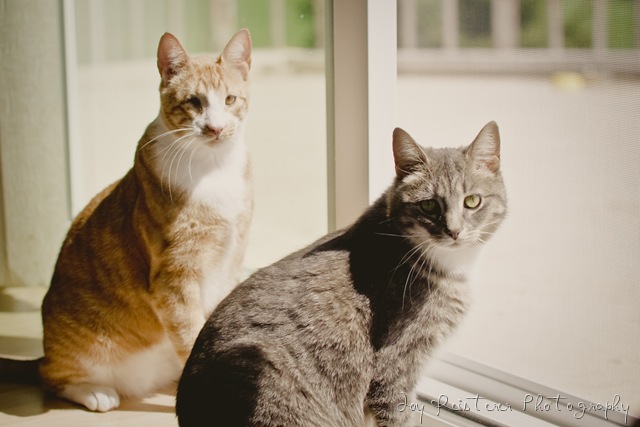 [catsimg_0087[9].jpg]