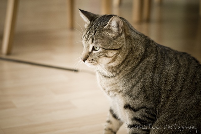 [catsimg_0148[8].jpg]