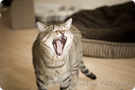 catsimg_0098
