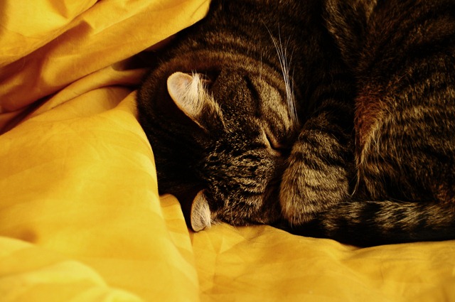 [micia dorme[8].jpg]