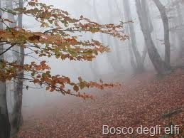 [bosco degli elfi[13].jpg]