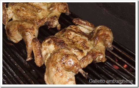 Galletto-Amburghese2