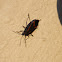 boxelder bug