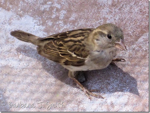 Tweet