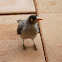 Noisy Miner