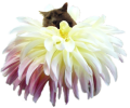[pricilla-signature[4].png]
