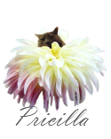 pricilla-signature