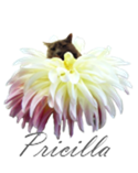 pricilla-signature