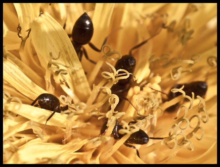 macro-4.jpg