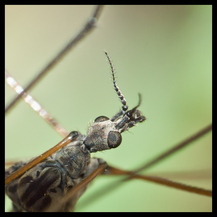 macro-4.jpg