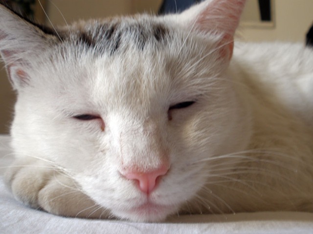 [kitty[4].jpg]