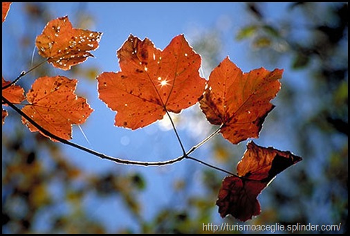foglie_autunno