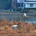 White-Tailed Kite