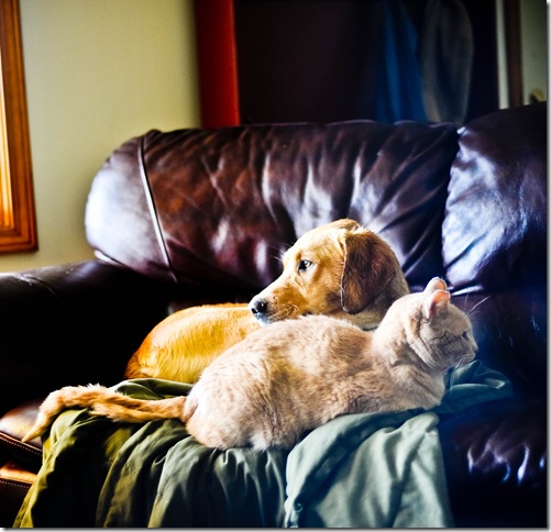 Dogs&Cats