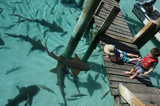 shark4.jpg