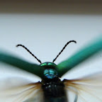 Beatle