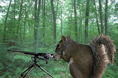 squirrel-with-gun