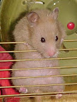 Pinky Bear