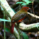 Guianan Red-Cotinga