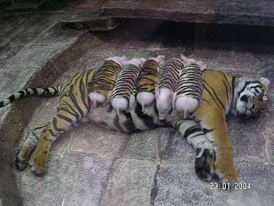 Tigreza cria porquinhos órfãos